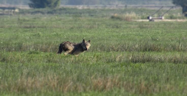Opnieuw wolf in provincie Groningen