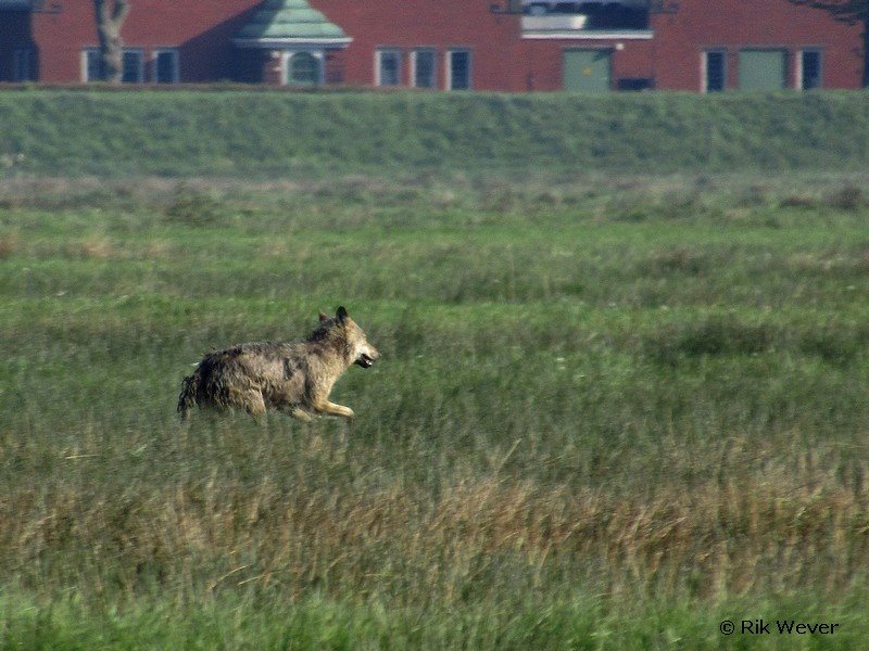 Foto's: Rik Wever (Facebook).