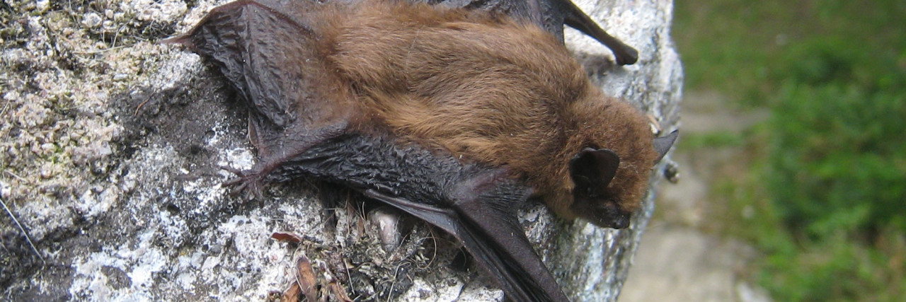 Maatregelen voor Groningse vleermuizen lijken effect te sorteren