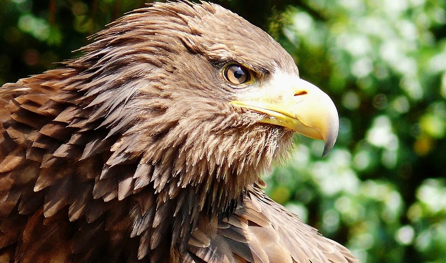 Spectaculaire roofvogelshow tijdens open dag Boerderijum