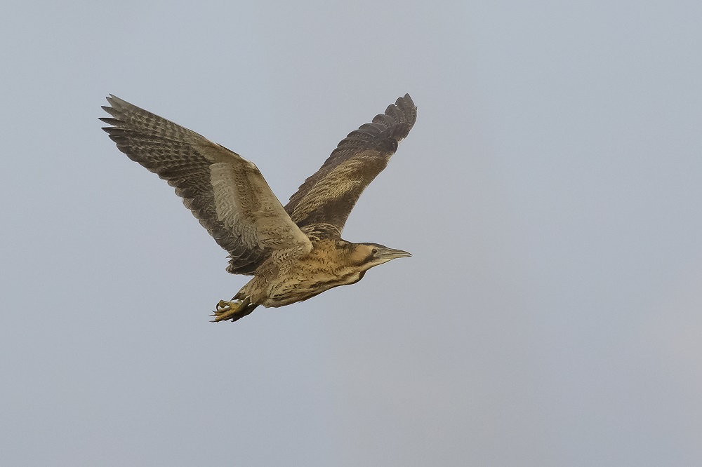 Vogels luisteren en vleermuizen spotten tijdens avondwandeling Groninger Landschap