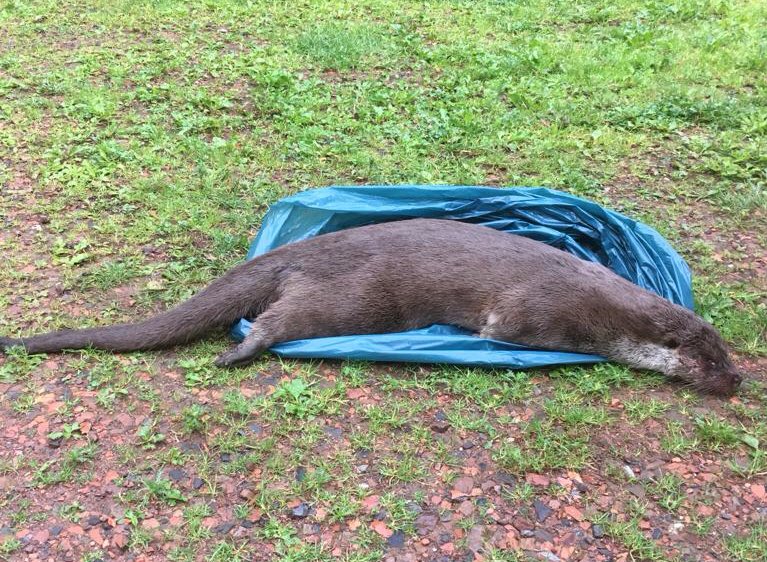 Otter doodgereden op Laan Corpus den Hoorn
