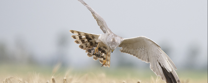 Steppekiekendief - unieke broedvogel voor Nederland - in provincie Groningen