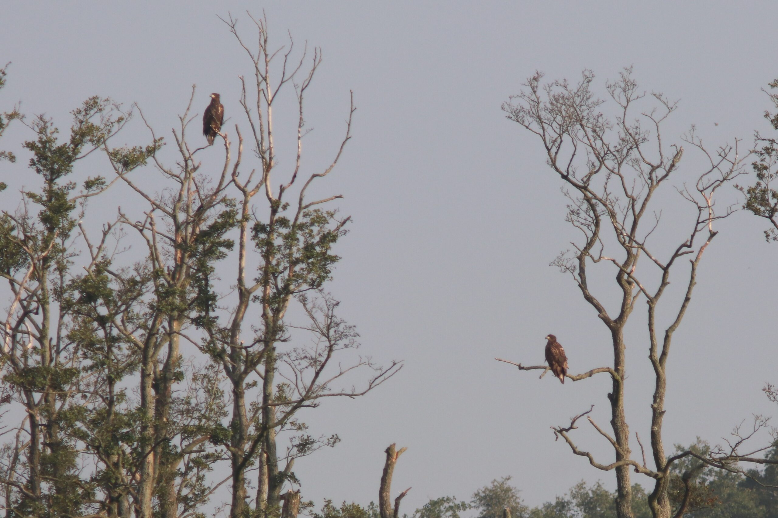 Niet één maar twee jonge zeearenden in het Hunzedal
