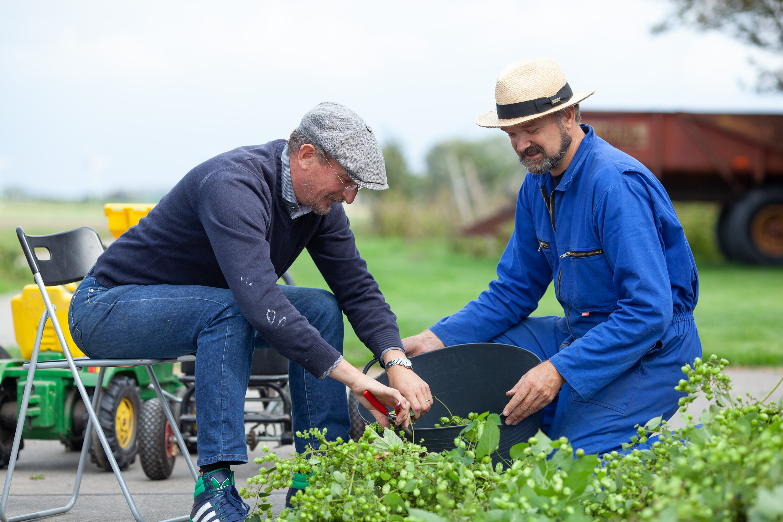 Hop, het nieuwe ‘goud’ voor Groninger landbouw, geoogst in Kloosterburen