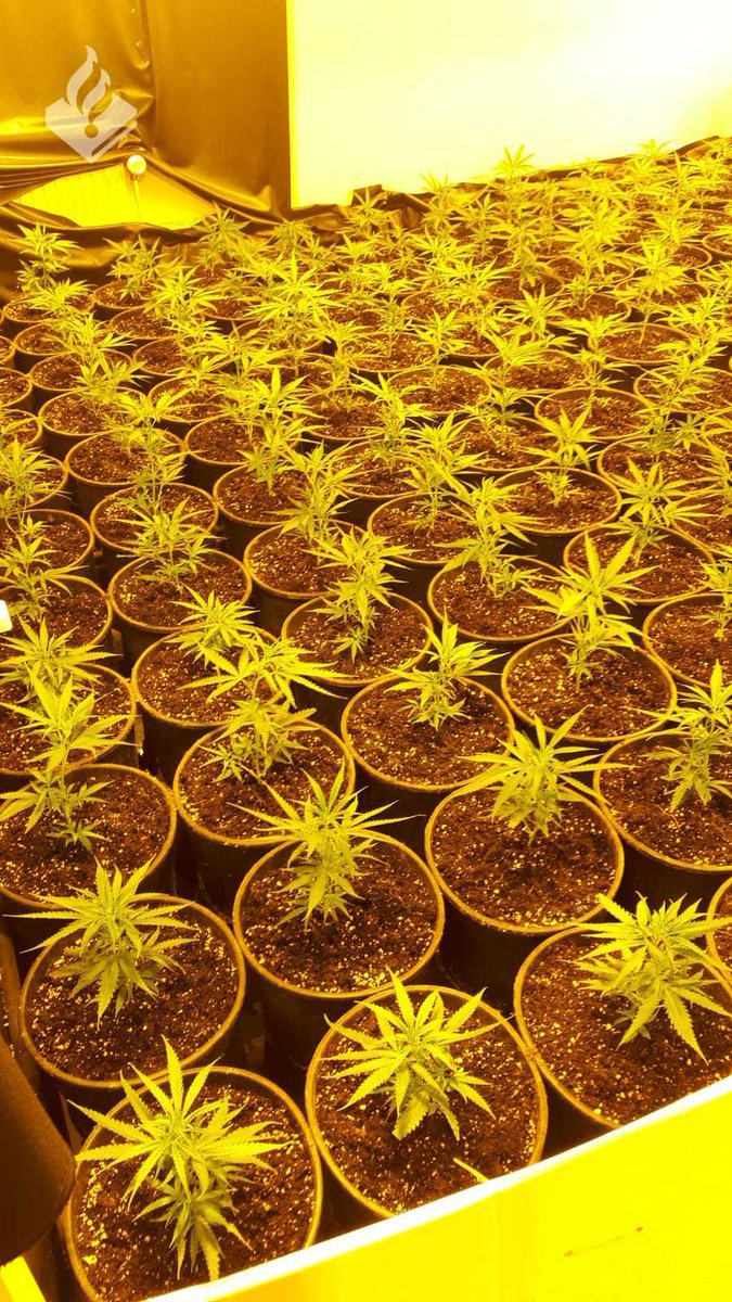 Politie rolt hennepkwekerij in Beijum op (VIDEO)