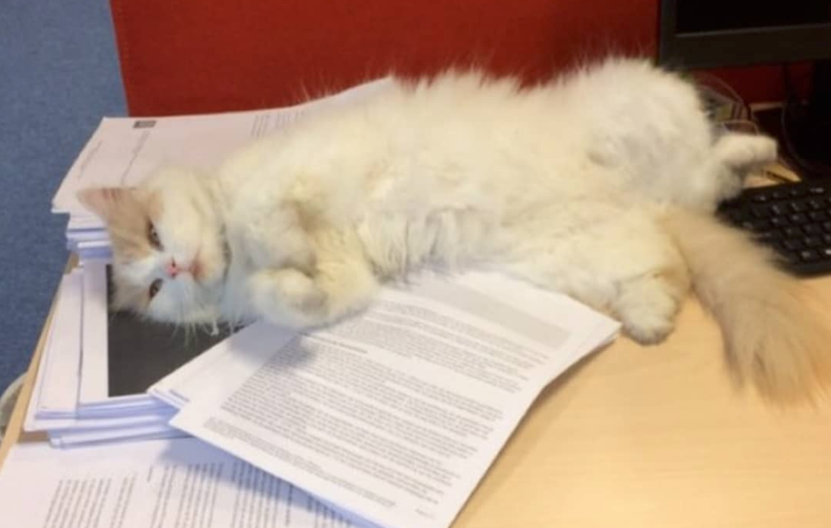 Doerak, populairste kat van Groningen, krijgt eigen ‘studentenkaart’