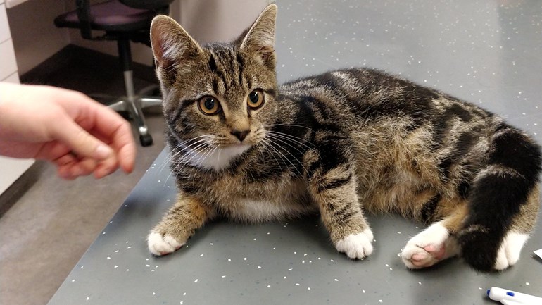 Kater Jimmie reist per ongeluk van Groningen naar Zeeland