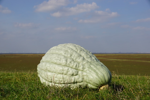 Zaterdag pompoendiner in Finsterwolde tijdens Let's Gro