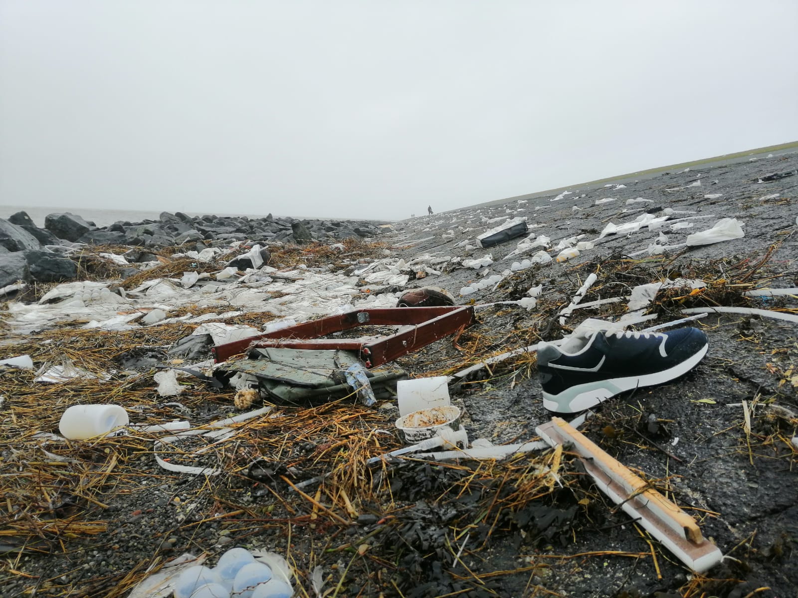 Zeehondencentrum opent expositie over containerramp MSC Zoe