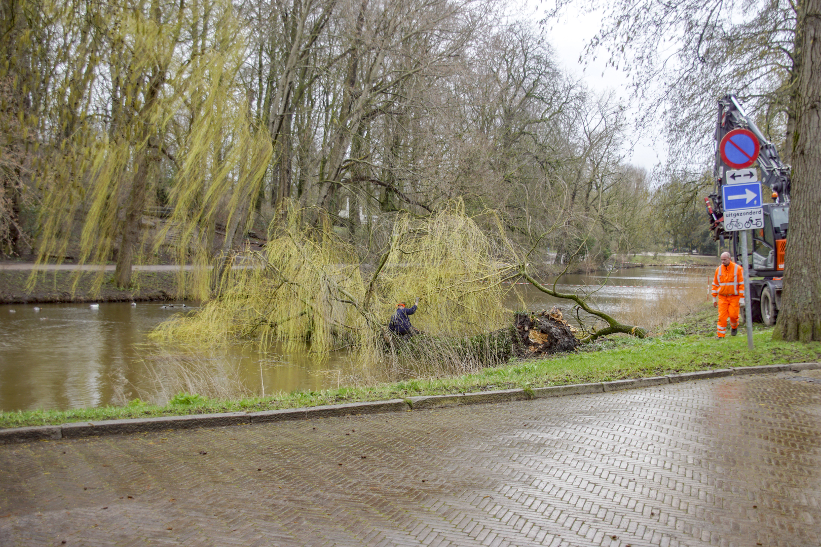 Treurwilg Noorderplantsoen bezwijkt na 120 jaar