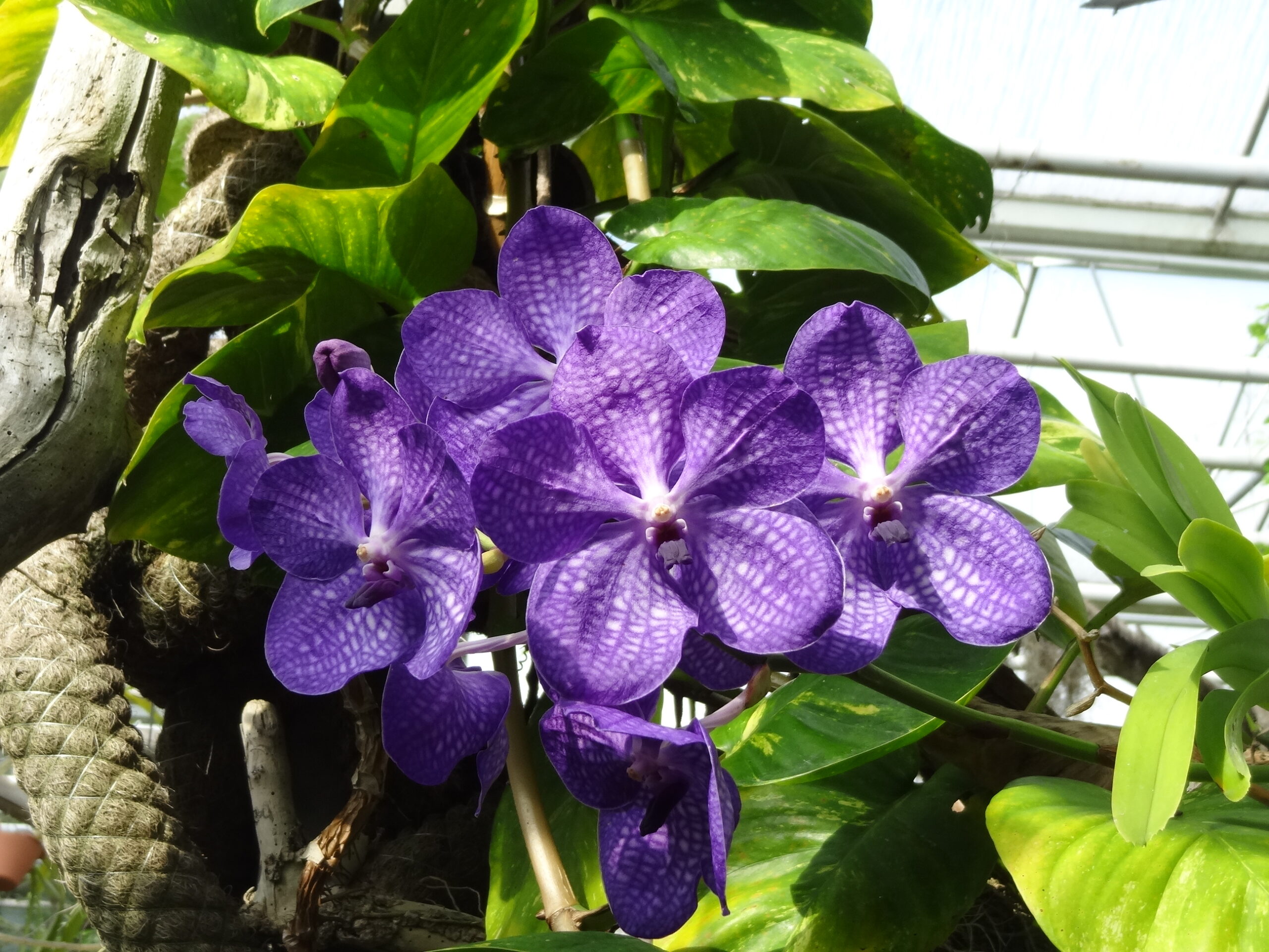 Reinhart Orchideeën in Haren viert 25-jarig bestaan; tentoonstelling opent 10 mei