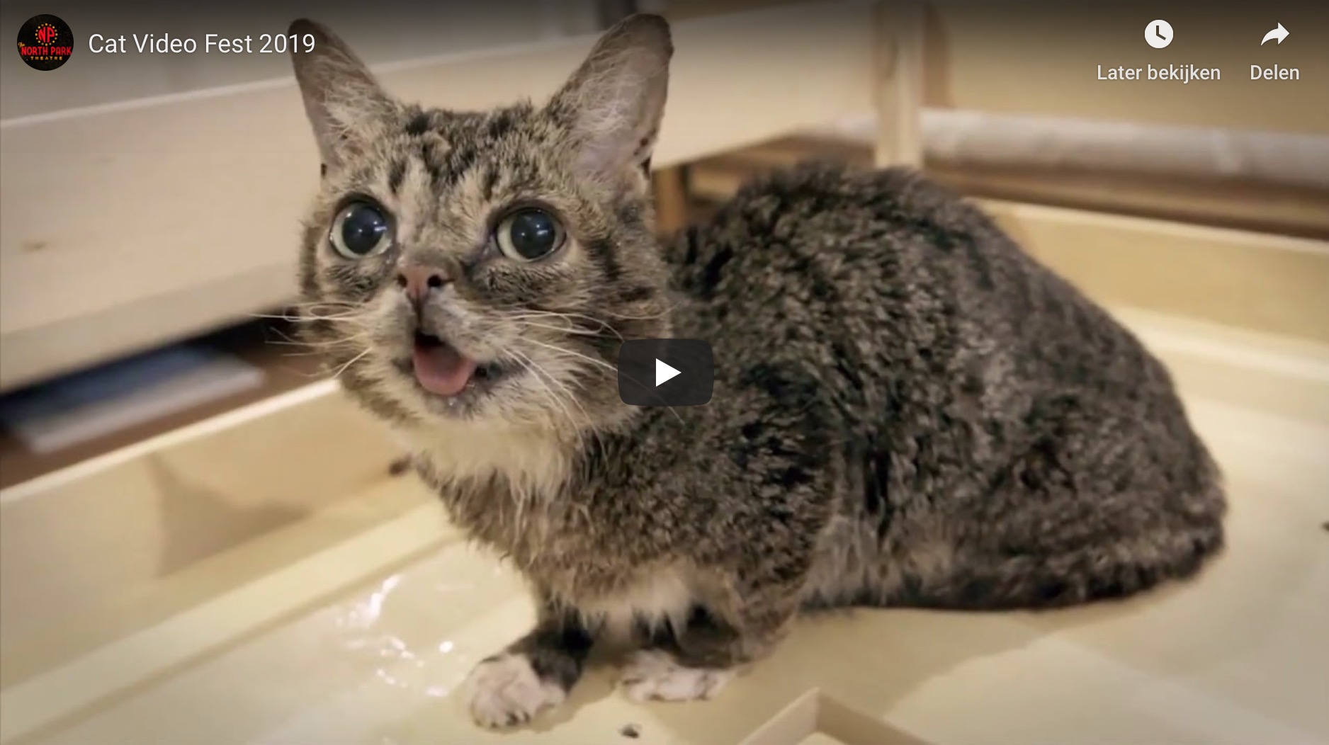 Kattensensatie CatVideoFest komt naar Groningen