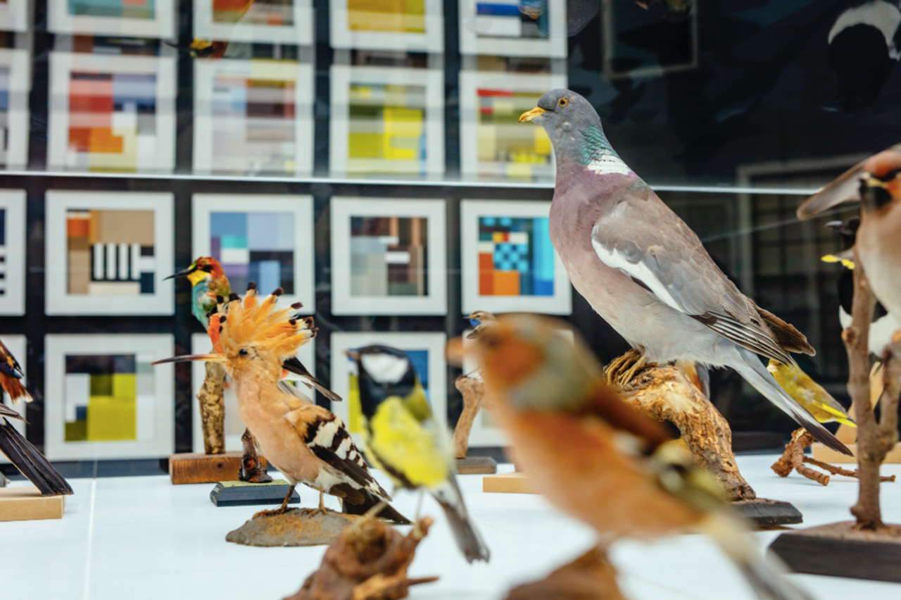 Unieke Nederlandse vogelkunst vliegt letterlijk de wereld over
