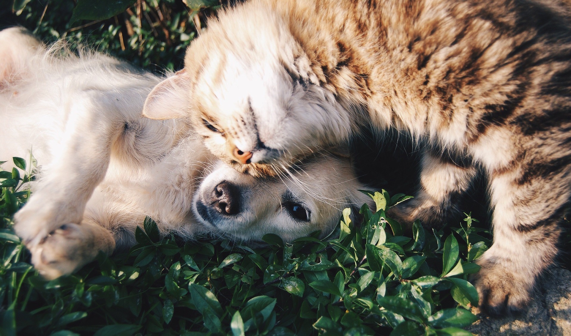 Puppycursussen op maat
