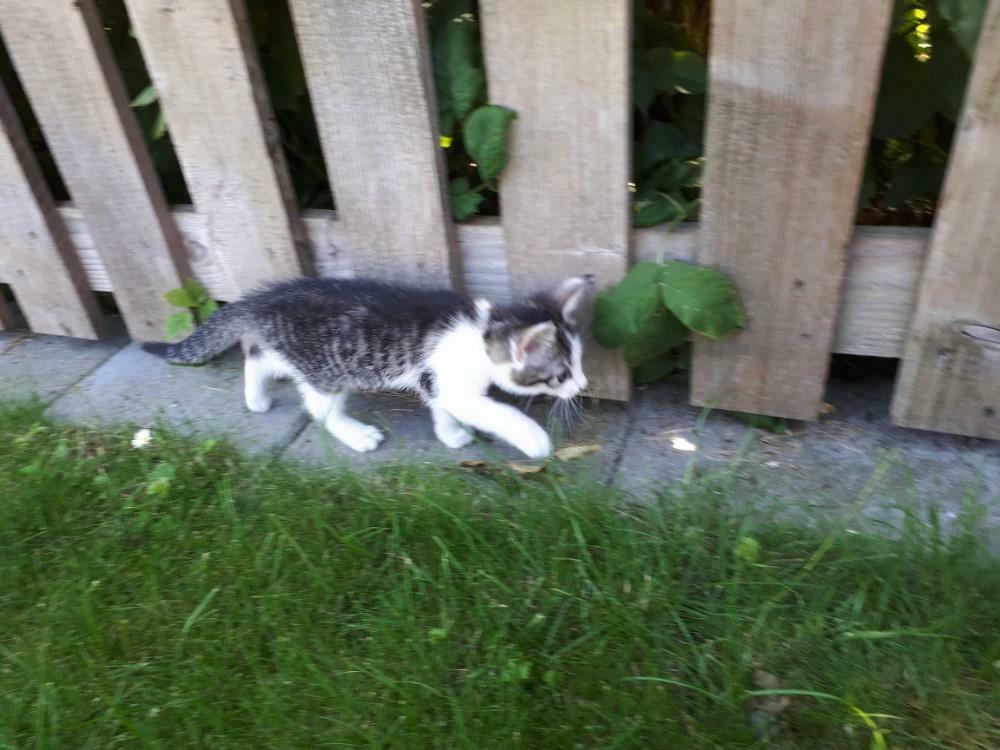 De leeuw van Alteveer