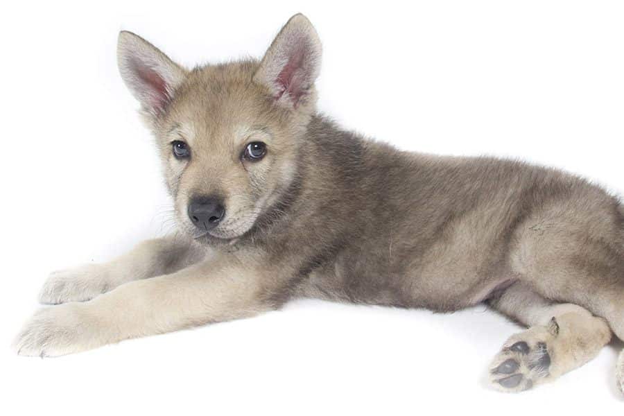 Een saarlooswolfhond (puppy) (archieffoto).