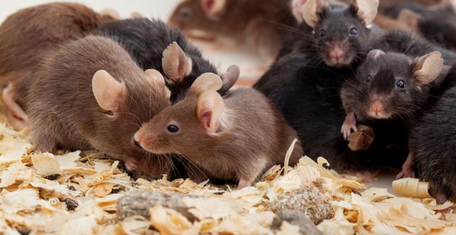 Gemeente Groningen: muizenplaag niet aan de orde; Raadslid gelooft dat niet