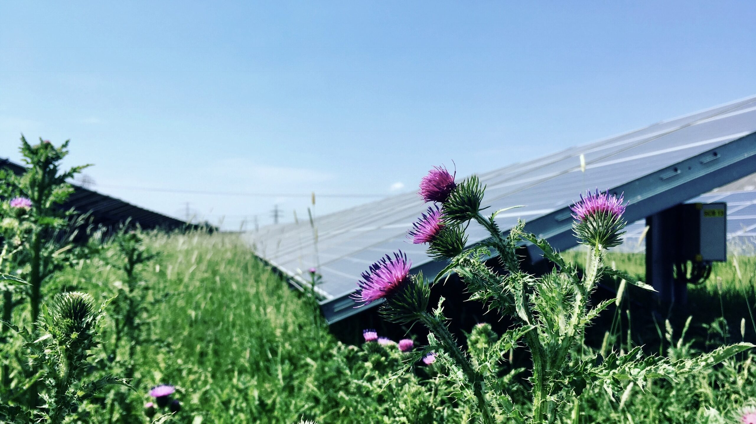 Onverwachte toename insecten in zonneparken, blijkt in Groningen