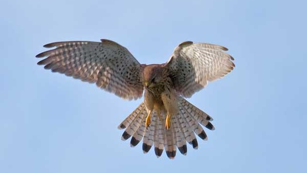 Torenvalk (Foto: Vroege Vogels).