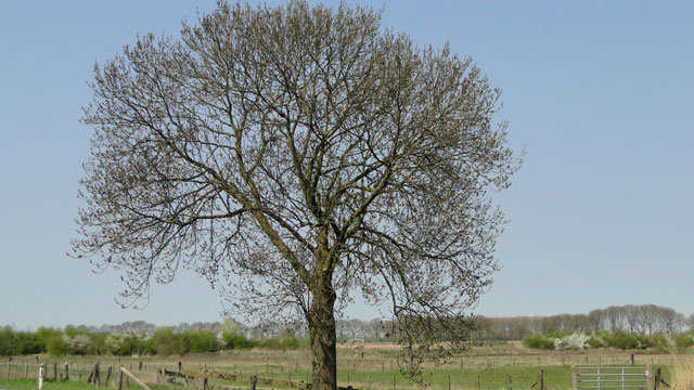 Honderden bomen in Groningen toch niet ziek en hoeven niet gekapt