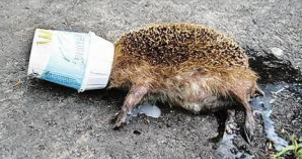 Dít doet plastic zwerfvuil met egels; moeten kentekens van vervuilers worden geregistreerd?