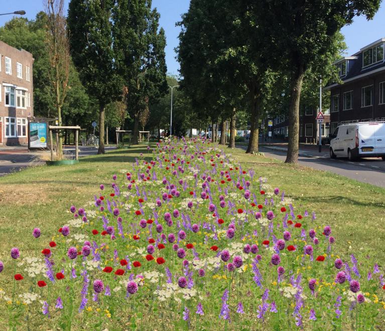 Uniek ‘bijenlint’ van twee meter breed voor Prinsesseweg in Groningen