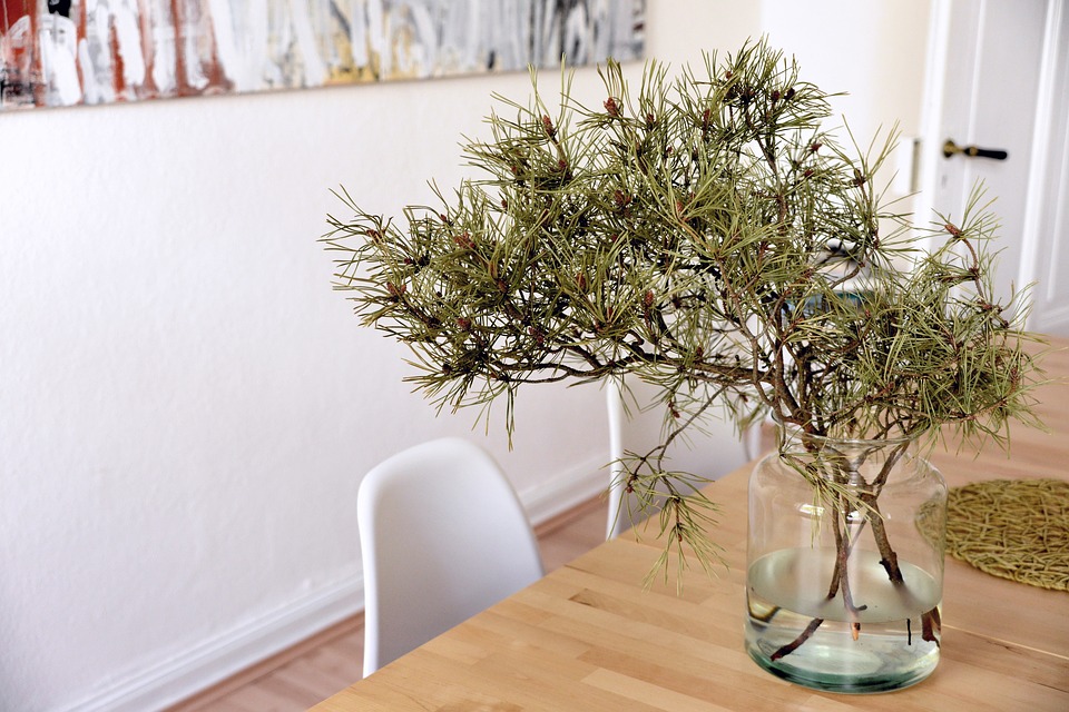 Kamerplanten: de beste decoratie voor in huis