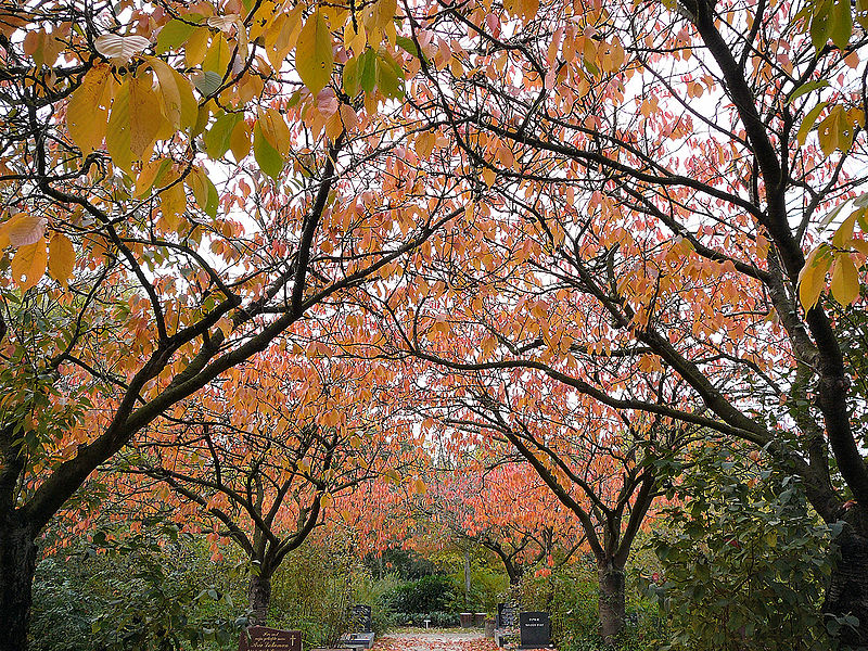 Honderden graven geruimd op Selwerderhof