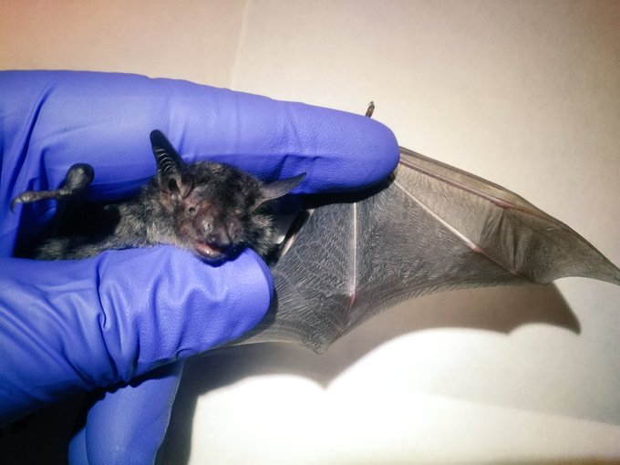 Vleermuisopvang Groningen in Adorp stopt: toestroom te groot voor Anja Sjoerdsma