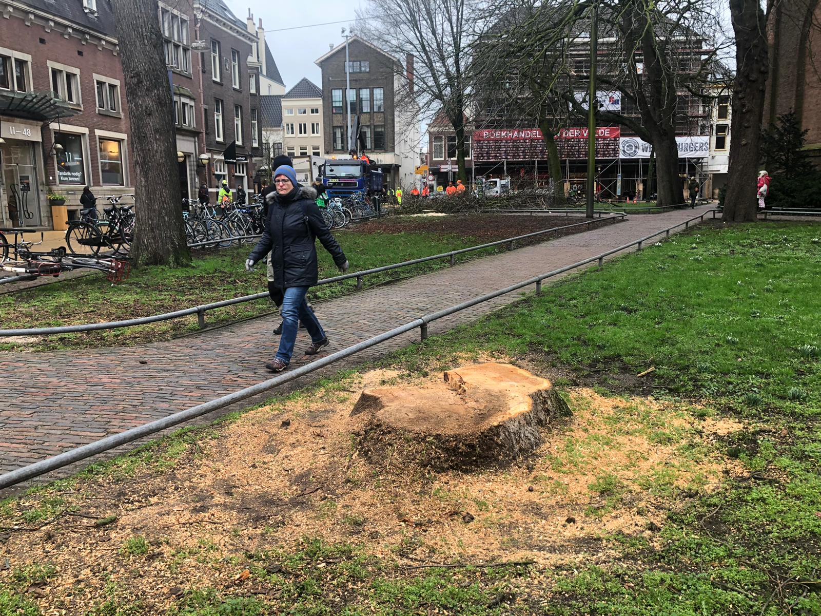 Drie bomen op Akerkhof gekapt