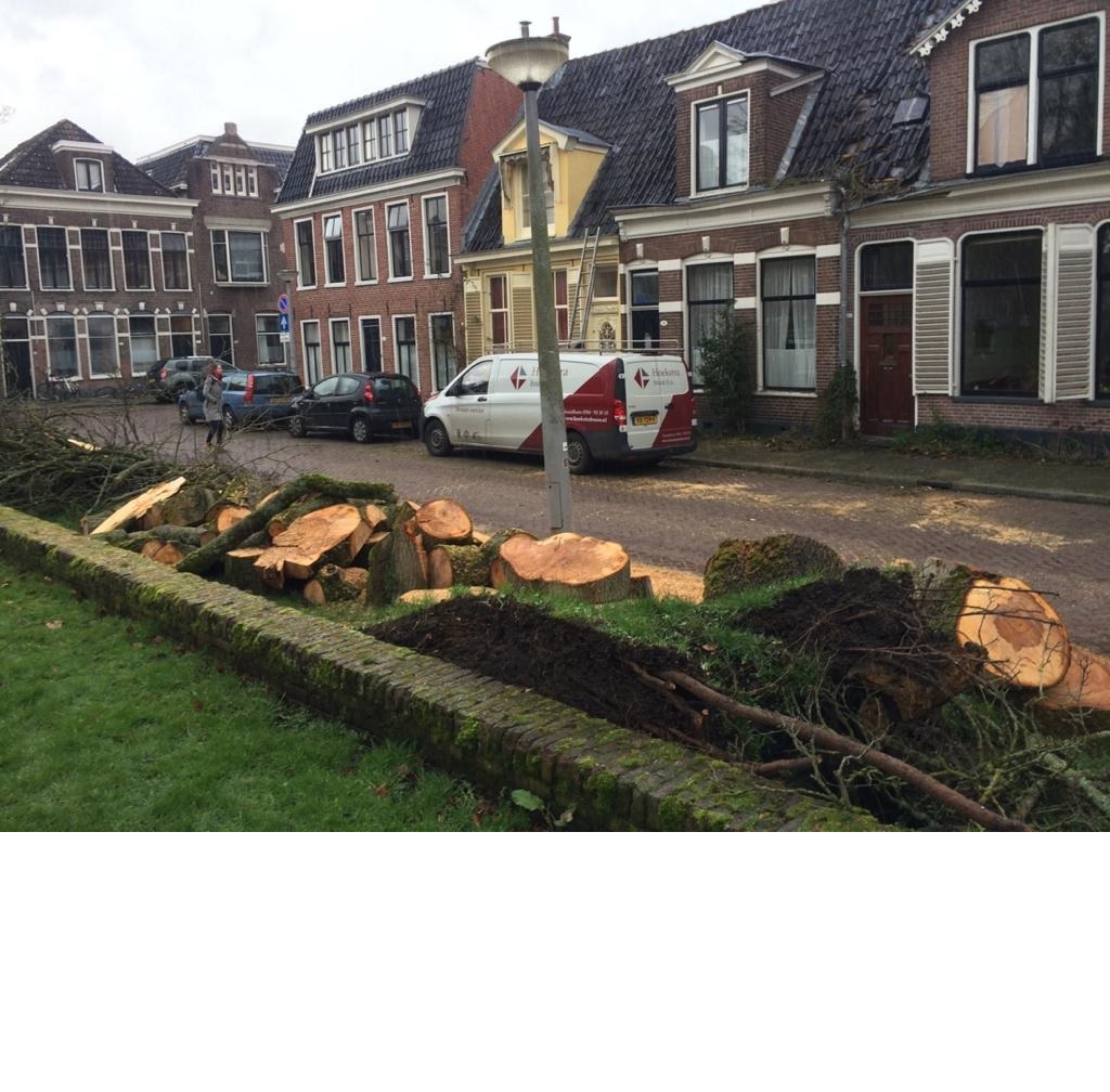 Stormschade in Groningen: bomen vallen op huizen en auto's