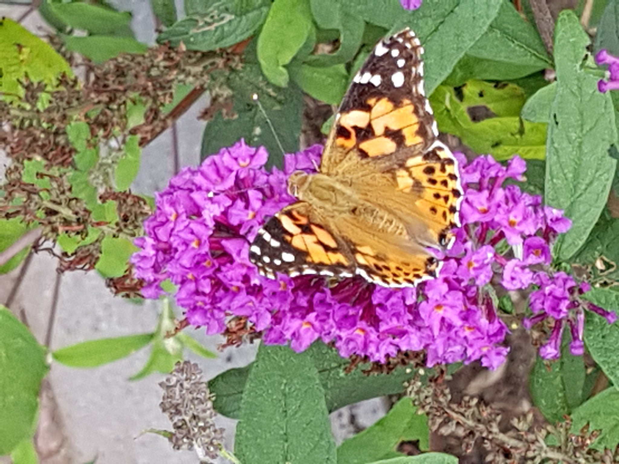 Geveltuin. Foto Twitter: @AngelevdStar