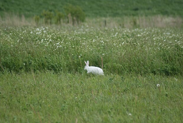 Foto van een volwassen witte haas