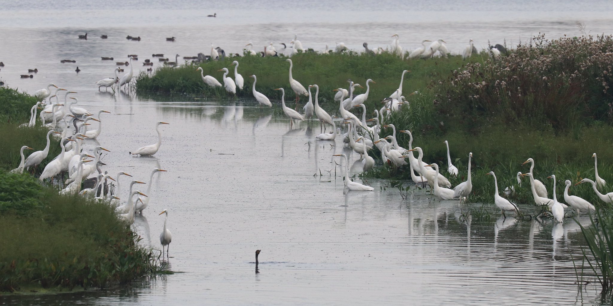 Feestmaal voor zilverreigers door lage waterpeil