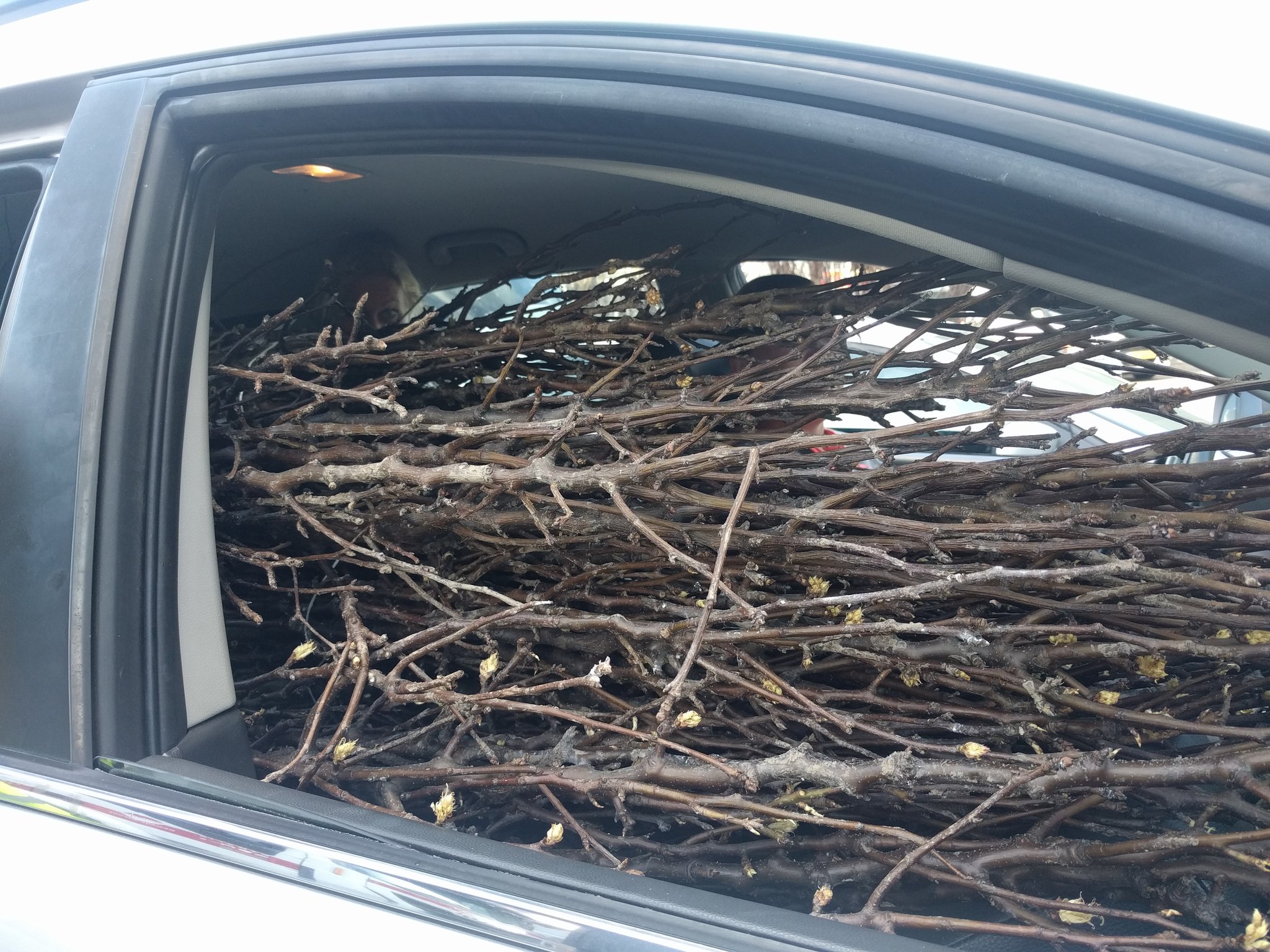 Er komt nóg een actie met gratis bomen in Groningen