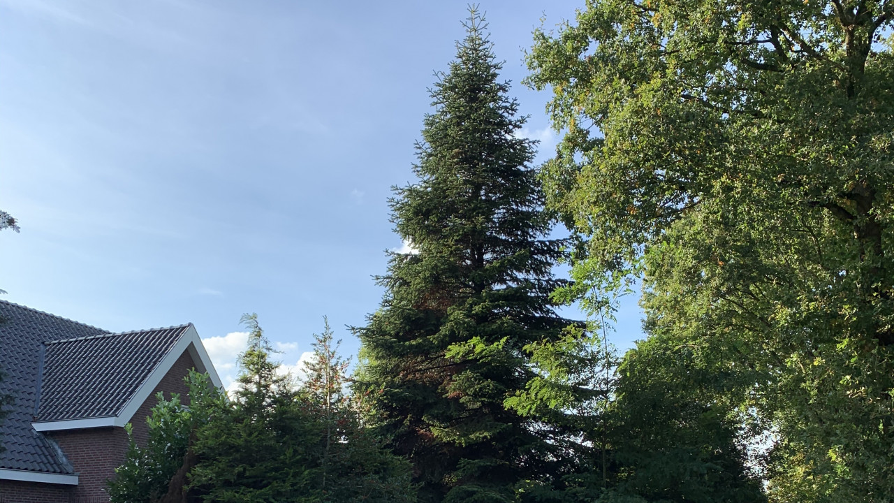 Dit jaar drie Kerstbomen in Groningen: op Grote Markt tegenover Grand Theatre, op Waagplein en bij Forum