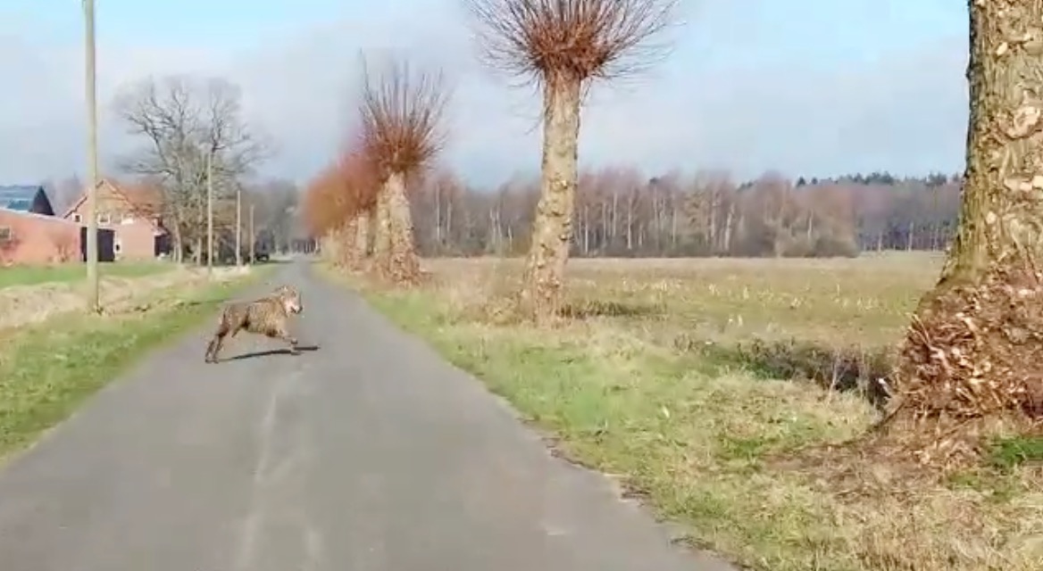 Begin maart ook al wolf gespot vlakbij Ter Apel (VIDEO)