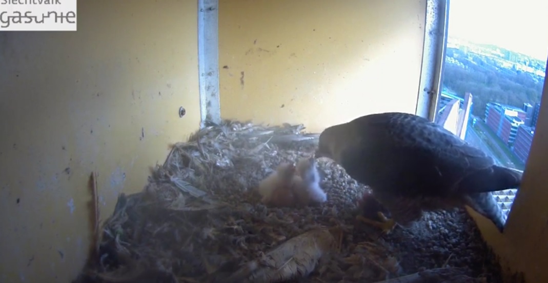 Twee slechtvalkjes geboren in nestkast Gasunie