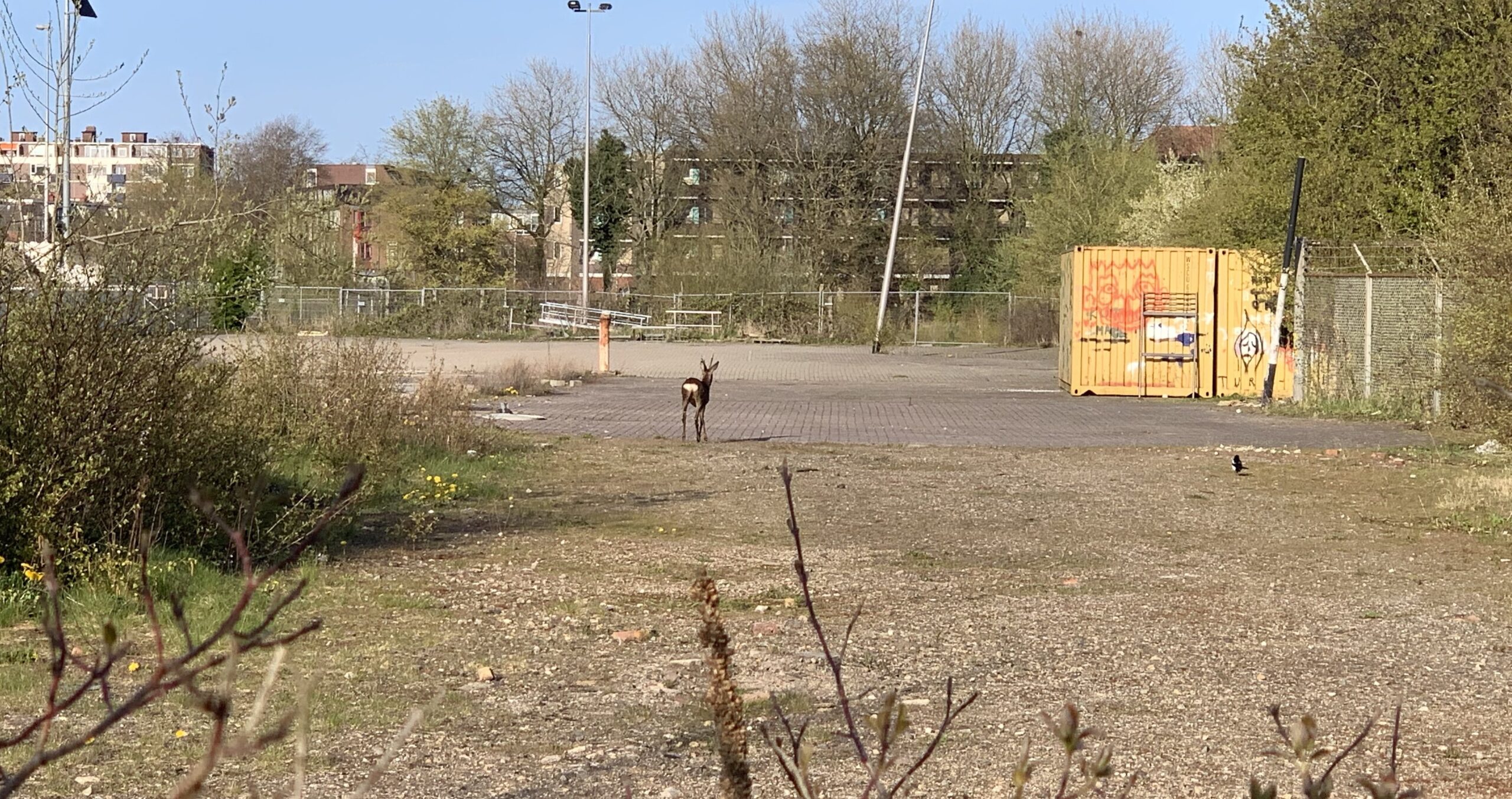 Reetje dwaalt rond in de binnenstad