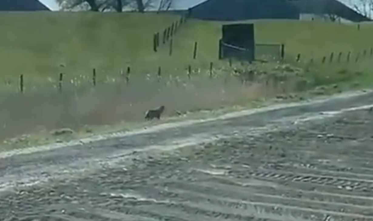 Groningse akkerbouwer filmt bijzondere goudjakhals
