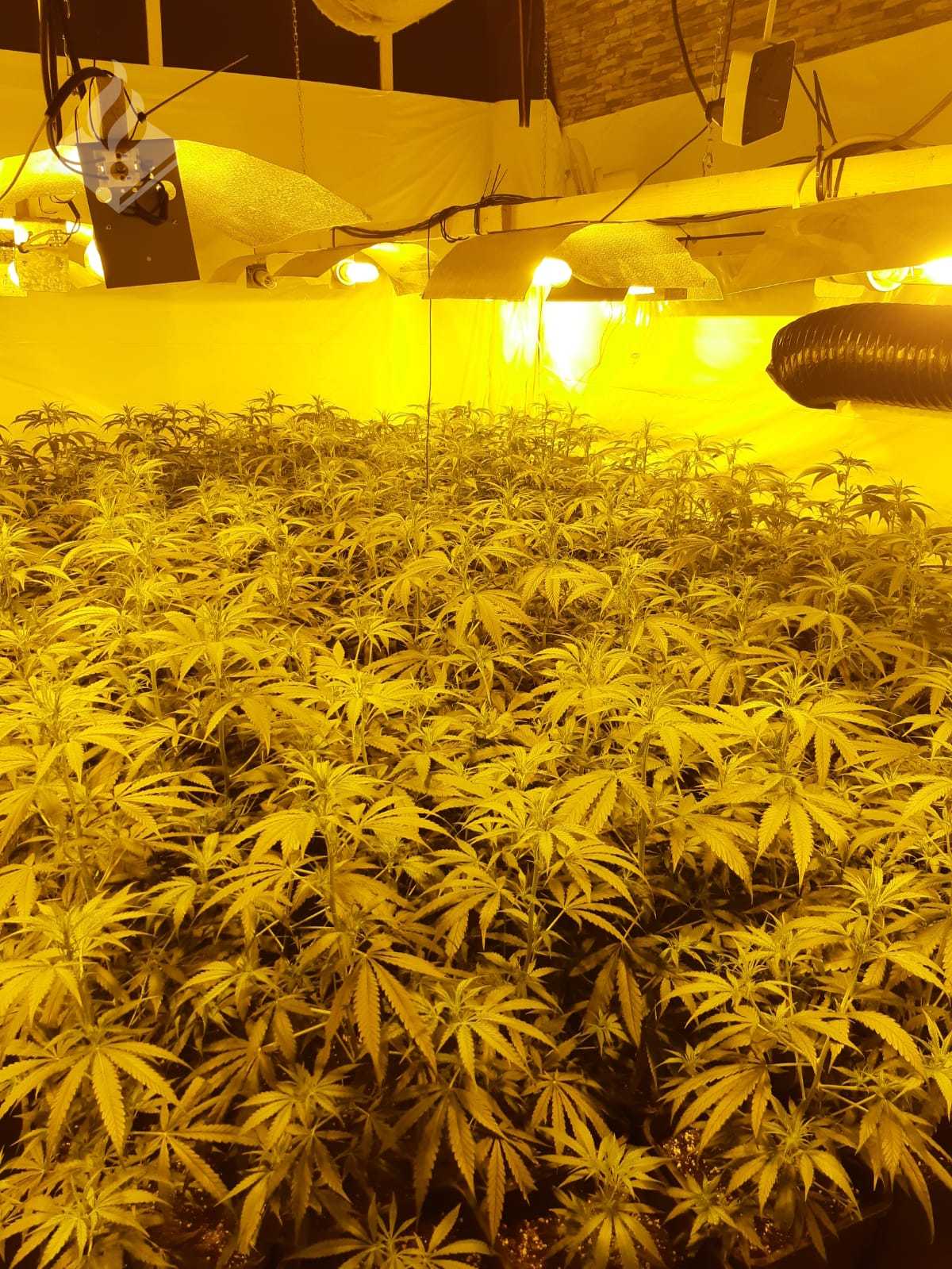 Hennepkwekerij in portiekwoning Selwerd opgerold