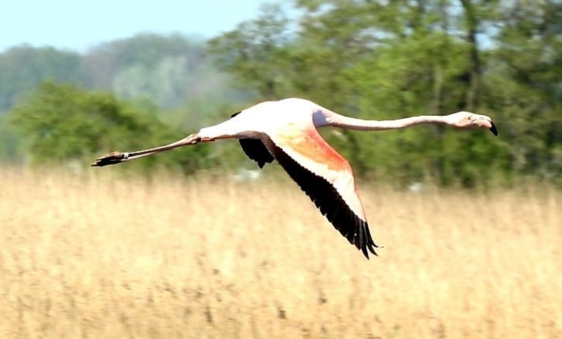 Knalroze flamingo gespot in De Onlanden, vlak onder de rook van Stad