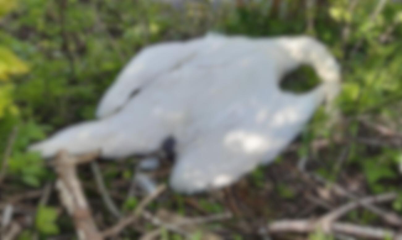 Dierenambulance verdrietig en boos: ‘Knobbelzwanen moedwillig onthoofd’