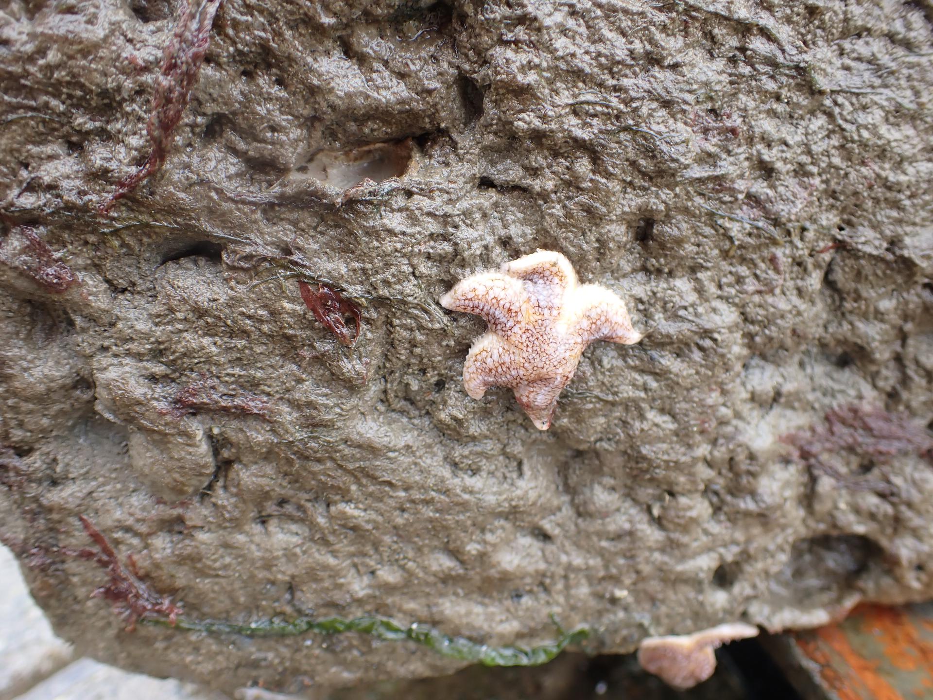 Komen oesters en zeesterren terug voor de kust van Groningen?