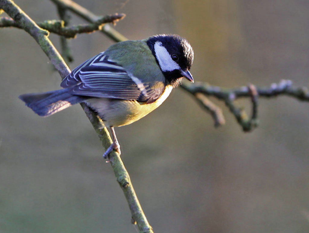 “Koolmees heeft het zwaar in Groningen: amper insecten, koud voorjaar”