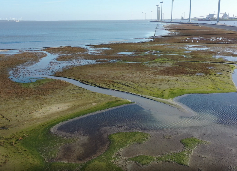 Nieuwe kwelders moeten de kust beschermen, maar zorgen ook voor nieuwe natuur
