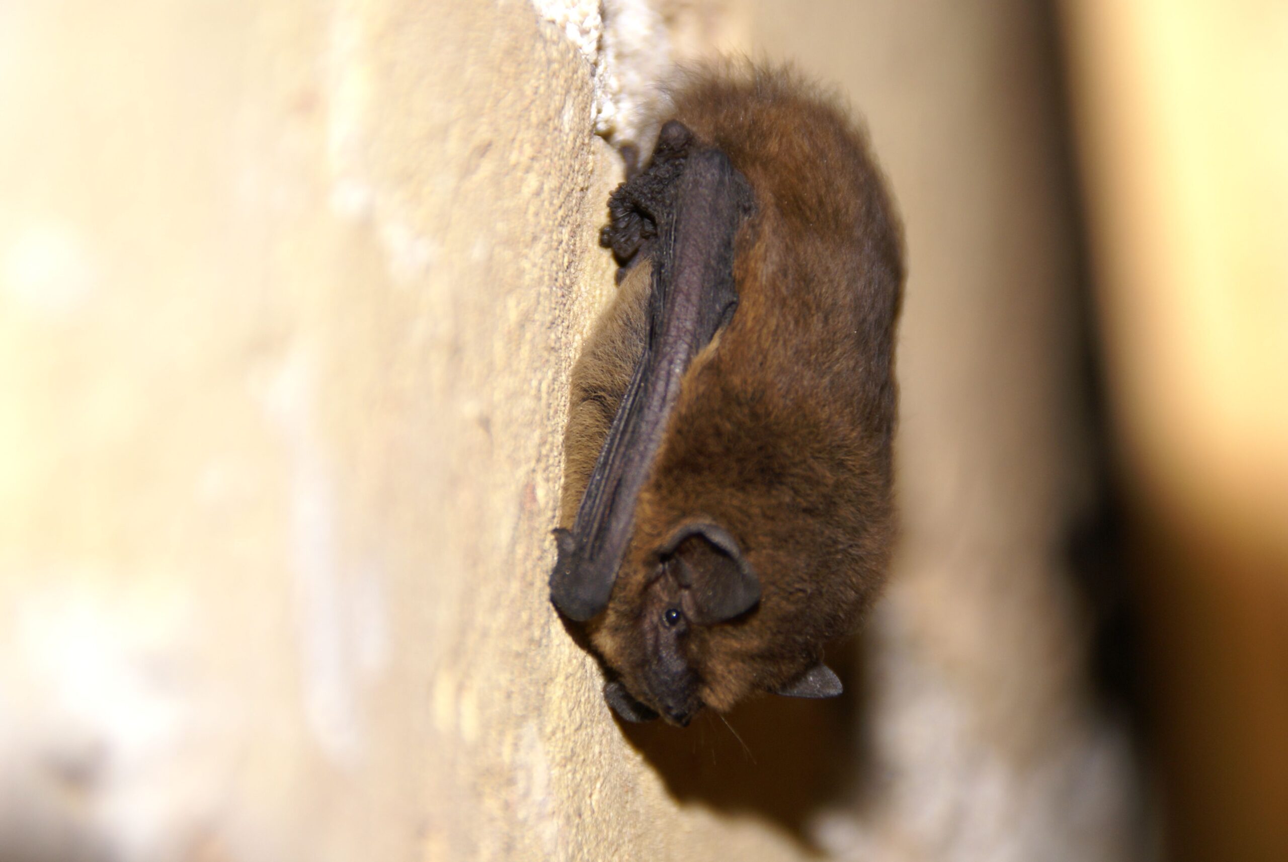 Echte Groninger vleermuizen in Stadspark