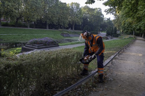 Noorderplantsoen in Groningen heeft last van buxusmot