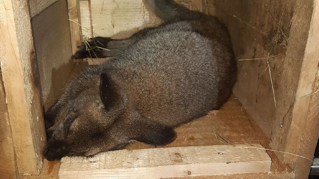 Politie Groningen vangt wallaby